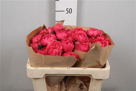 Rosa tros overig