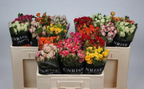 Rosa tros gemengd in fust