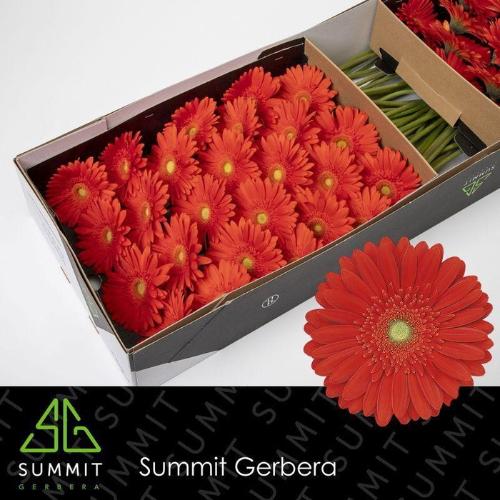Gerbera grootbloemig 'Red Explosion'