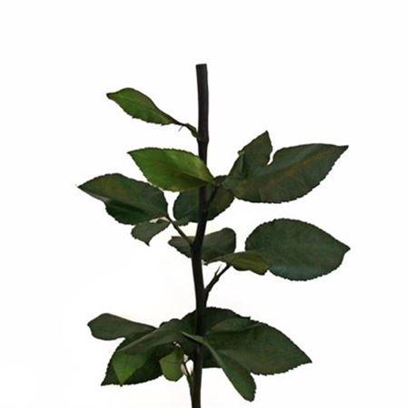 Rosa grootbloemig kleurbehandeld H%