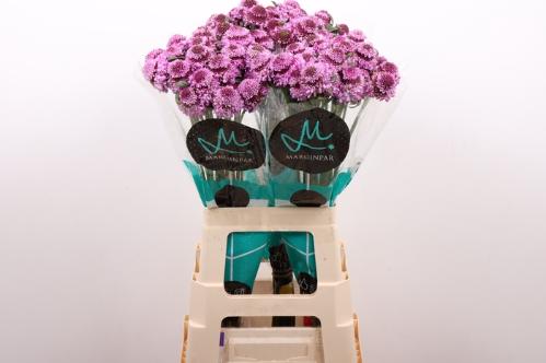 Scabiosa atropurpurea Saura