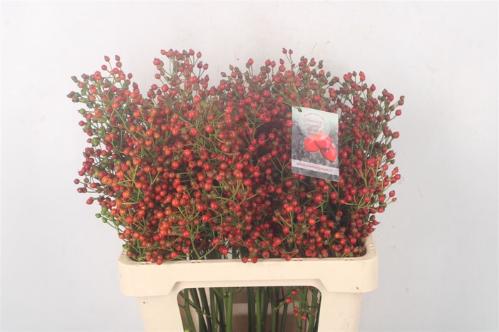 Rosa Fair Jewel (rozenbottel)