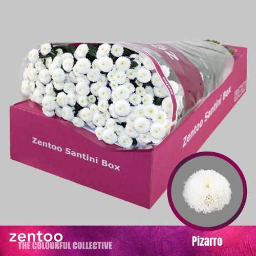 Chrysanthemum (Indicum Grp) tros santini (Indicum Grp) Pizarro