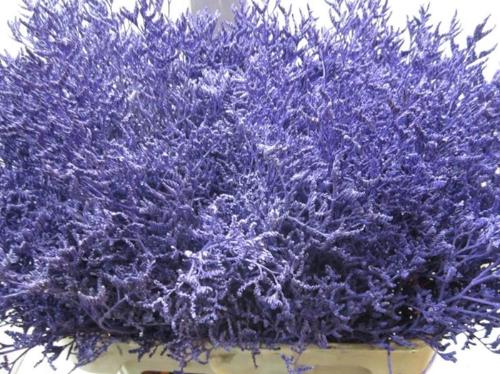Limonium overig kleurbehandeld H%