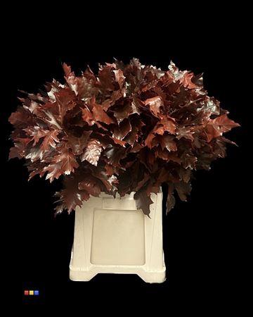 quercus overig kleurbehandeld H%
