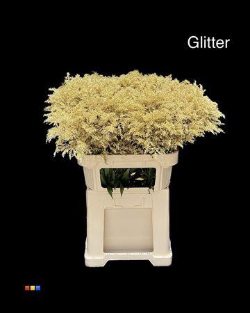 Solidago kleurbehandeld H%
