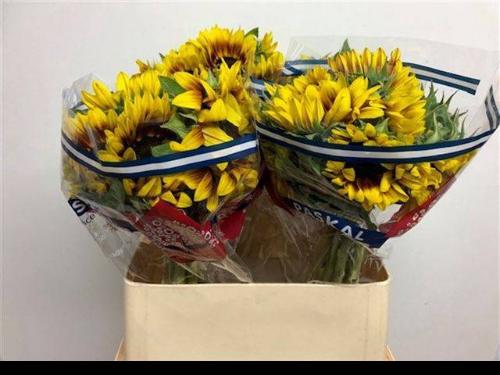 Helianthus annuus 'Flame'