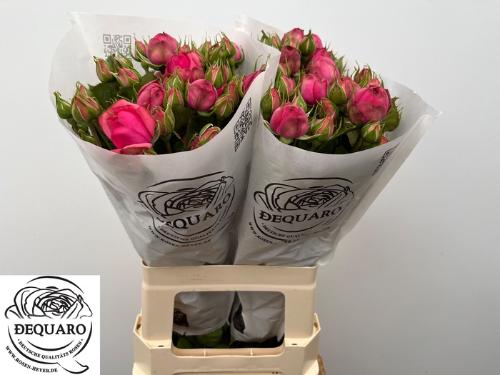 Rosa tros Pink Piano Freiland