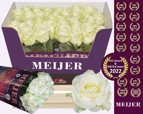 Rosa grootbloemig Avalanche+