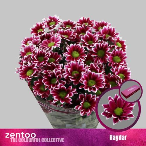 Chrysanthemum Indicum Grp tros kas Haydar