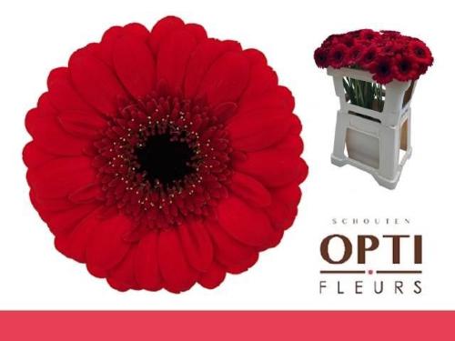 Gerbera mini Red Ruby