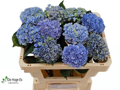 Hydrangea macrophylla Magical Revolution