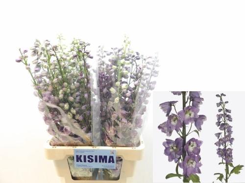 Delphinium (Elatum Grp) 'Magic Fountains LilacpinkWhitebee'