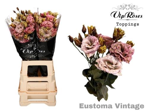Eustoma russellianum gevuldbloemig kleurbehandeld H%
