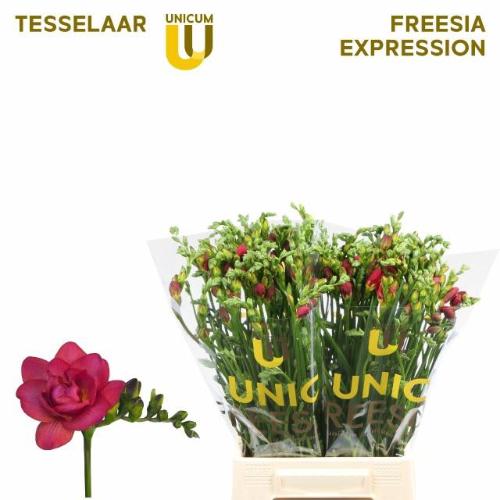 Freesia dubbelbloemig 'Expression'