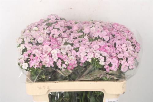Dianthus barbatus 'Amazon Rose Magic'