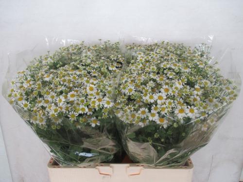 Tanacetum parthenium Cameron