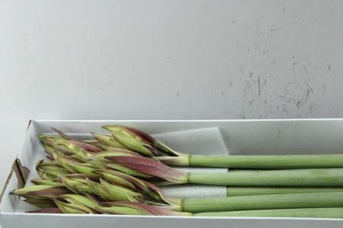 Hippeastrum Diamond Grp 'Magic Green'