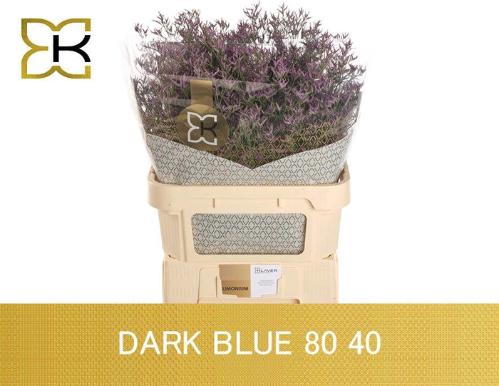 Limonium Safora Dark Blue