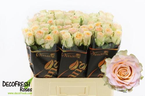 Rosa grootbloemig Brinessa