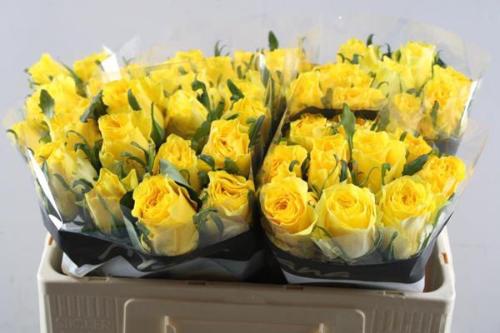 Rosa grootbloemig Golden Smile