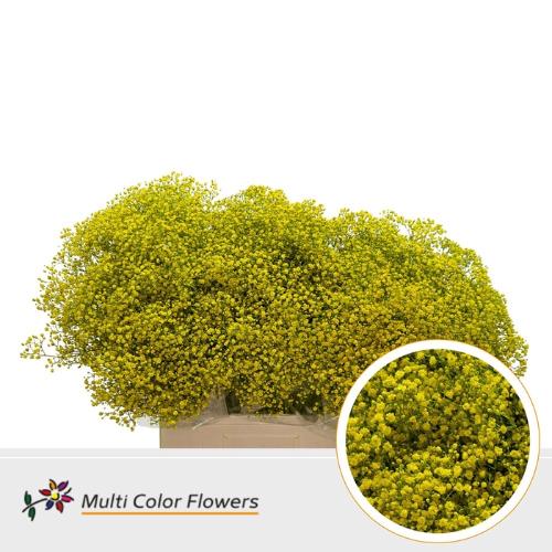 Gypsophila overig kleurbehandeld H%