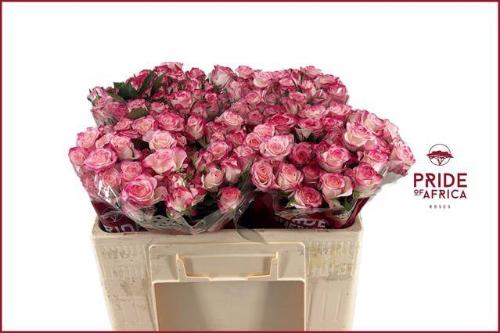 Rosa tros Reflex