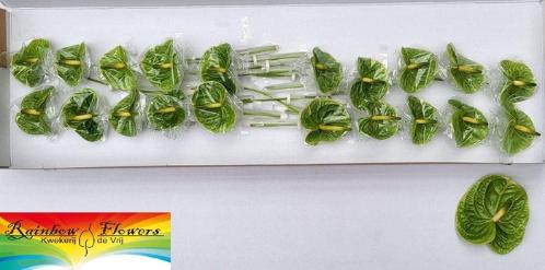 Anthurium Andreanum Grp 'Midori'