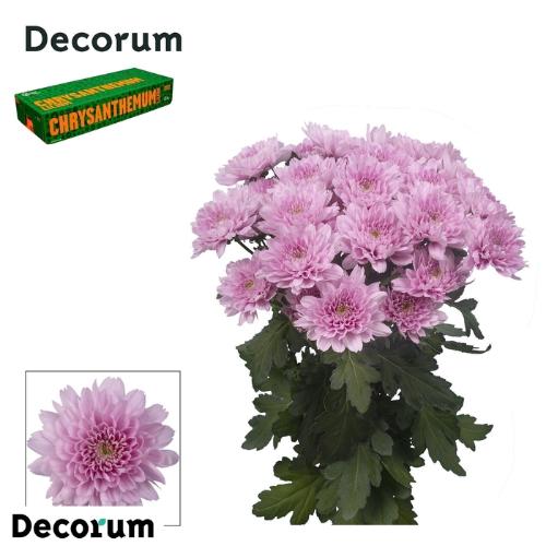 Chrysanthemum (Indicum Grp) tros Kalimba