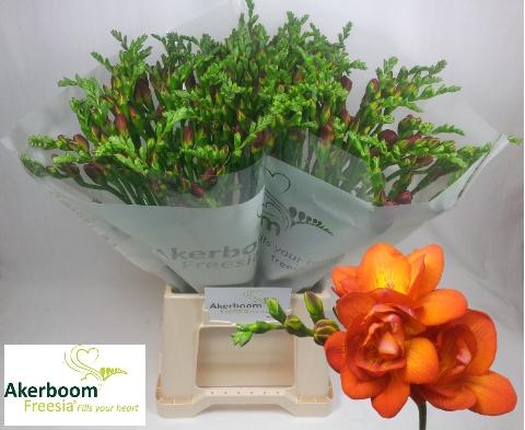 Freesia dubbelbloemig Mandarine