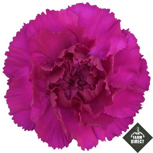 Dianthus standaard 'Happy Gema'