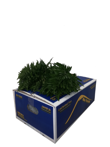 Arachniodes adiantiformis