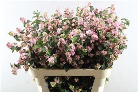 Symphoricarpos (Pink Berry Grp) Magical Montego