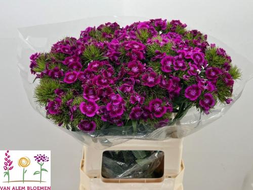 Dianthus barbatus 'Sweet Will Magenta Bicolour'