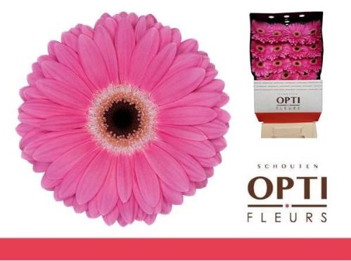 Gerbera grootbloemig 'Dreamer'