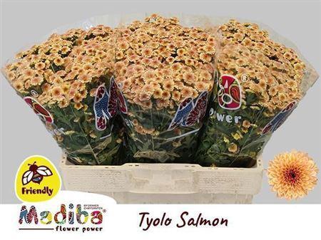 Chrysanthemum (Indicum Grp) tros santini Madiba Salmon Tyolo