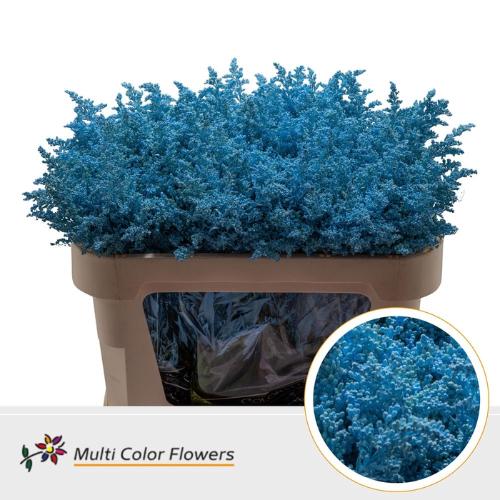 Solidago kleurbehandeld H%