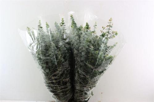 Eucalyptus 'Baby Blue'