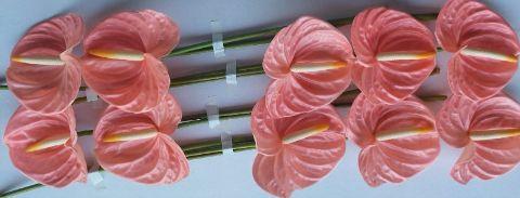 Anthurium (Andreanum Grp) Farao