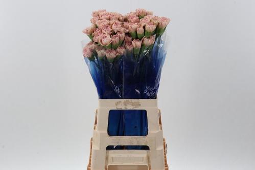 Dianthus standaard Creola