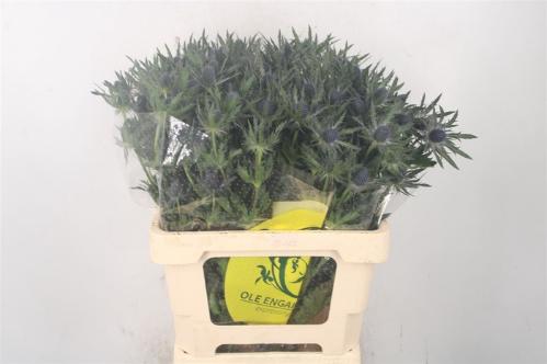 Eryngium Magical Blue Lagoon