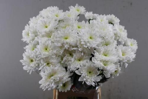 Chrysanthemum Indicum Grp tros kas Bonita
