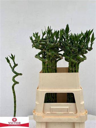 Dracaena sanderiana Lucky Bamboo