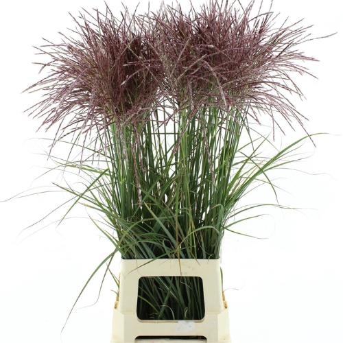 Miscanthus 'Rotfeder'