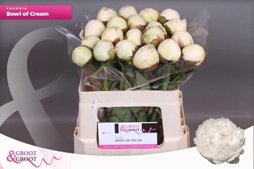 Paeonia Lactiflora Grp 'Bowl of Cream'