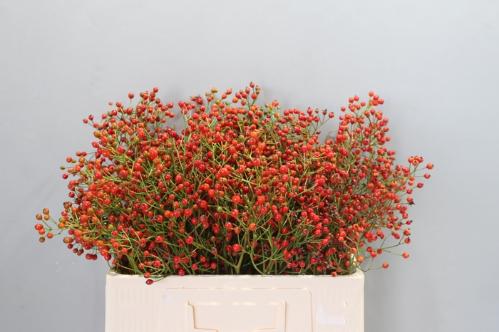 Rosa Prinsberry Fire