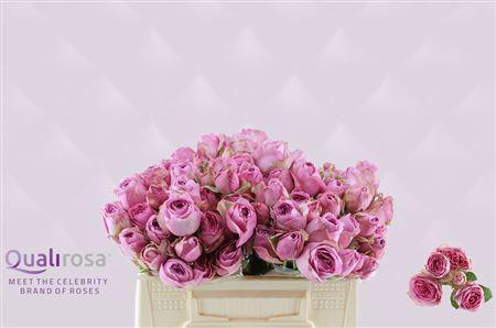 Rosa tros Lavender Lace