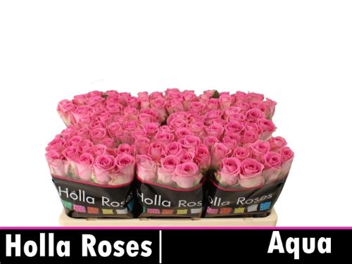 Rosa grootbloemig Aqua!