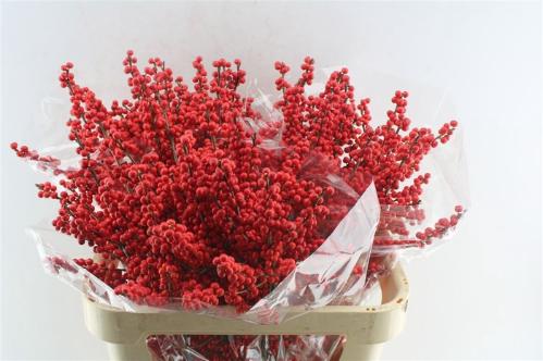 Ilex verticillata
