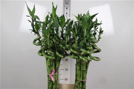 Dracaena sanderiana Lucky Bamboo